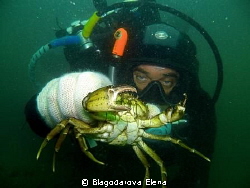 This crab was about 10cm with all it's legs only! It was ... by Blagodarova Elena 